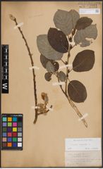 Foto von Salix caprea L.